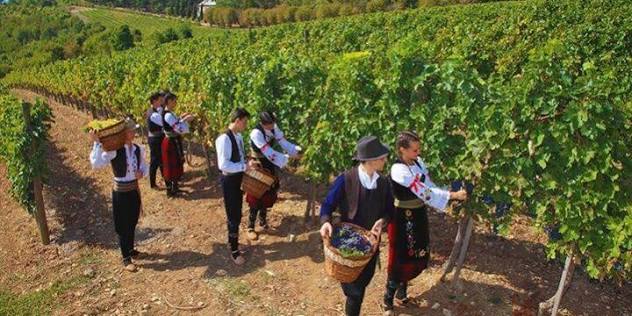 Сербы: сбор фруктов и винограда 1 serby sbor vinograda